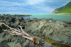 Driftwood: Seascape - rugged rocks and tree trunk / driftwood