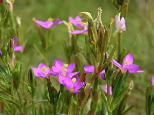 Centaury: Seaside Centaury
