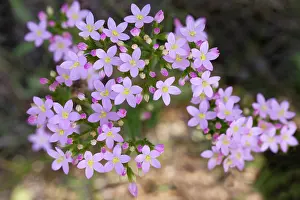 Centaury: Seaside Centaury