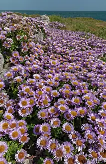 Naturalised: Seaside daisy, Erigeron glaucus, naturalised en