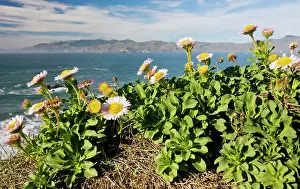 Fleabanes: Seaside Fleabane / Beach Aster / Seaside Daisy