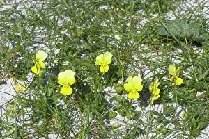 Subsp: Seaside Pansy (subsp of Mountain Pansy)