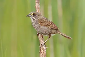Ammodramus: Seaside Sparrow