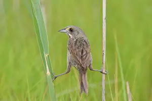 Ammodramus: Seaside Sparrow - holding on to reeds