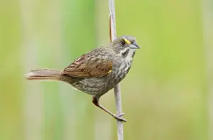 Ammodramus: Seaside Sparrow - June