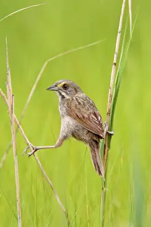 Ammodramus: Seaside Sparrow - June