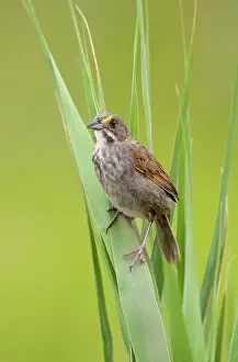 Ammodramus: Seaside Sparrow - June