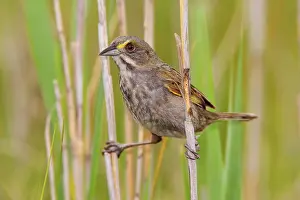 Ammodramus: Seaside Sparrow - June