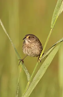 Ammodramus: Seaside Sparrow - June