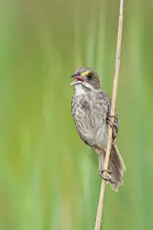Ammodramus: Seaside Sparrow - singing
