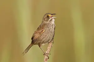 Ammodramus: Seaside Sparrow - singing
