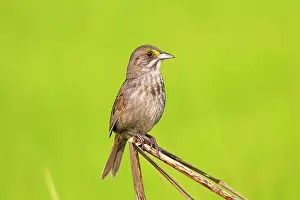 Ammodramus: Seaside Sparrow - singing on territory during nesting