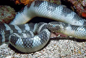 Seasnake: SEASNAKE - about to shed skin