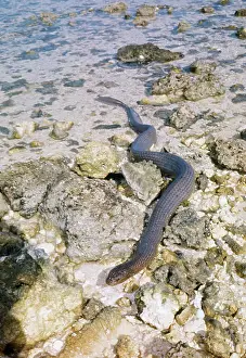 Seasnake: SEASNAKES - on land