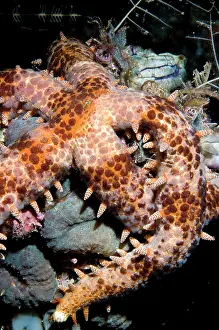 Aggregation: Seastar