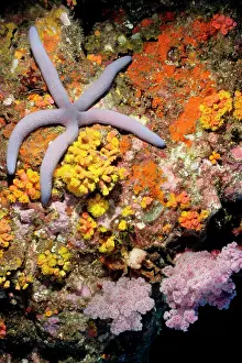 Tubastrea: Seastar on pink soft coral (Dendronephthya sp)
