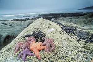 Seashore: SEASTARS / Starfish - on rocks