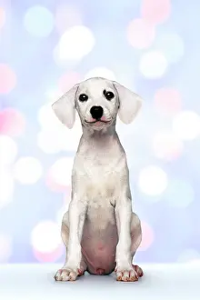 Dalmatians: Seated white puppy