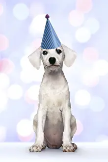 Dalmatians: Seated white puppy wearing party hat