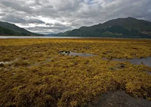Ascophyllum: Seaweed