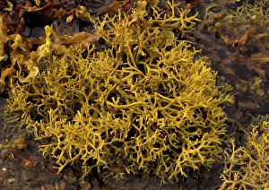 Ascophyllum: Seaweed