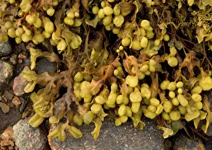 Bladder: Seaweed