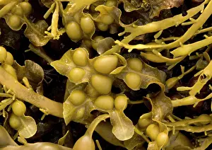 Bladder: Seaweed