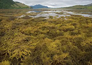 Ascophyllum: Seaweed