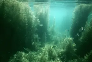 Sargassum: Seaweed
