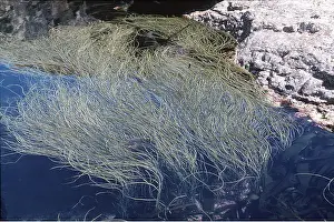 J Laurie: SEAWEED