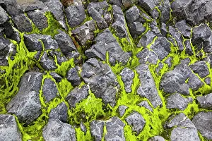 Snfellsnes: Seaweed between basalt blocks, Iceland