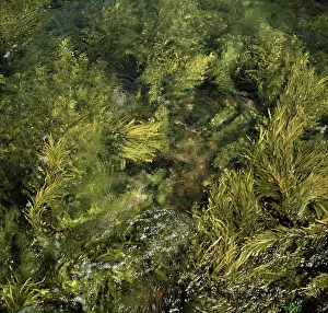 Coles: Seaweed, Coles Bay, Freycinet National Park, Tasmania