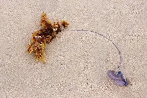 O War: Seaweed and a dead portuguese man oIwar.Anakena