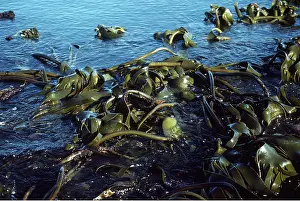 Kelp: SEAWEED - Kelp