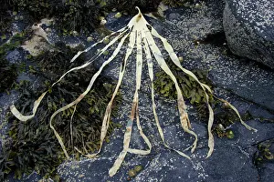 Laminaria: Seaweed - Kelp frond on seashore at low tide