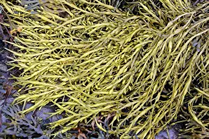 Bladders: Seaweed - at low tide, showing air filled bladders