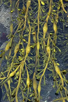 Bladders: Seaweed - at low tide, showing air filled bladders