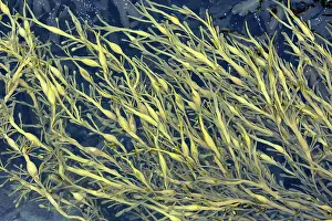 Bladders: Seaweed - at low tide, showing air filled bladders
