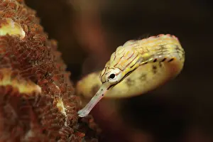 Cebu: Seaweed Pipefish