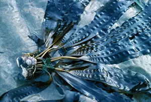 Saccharina: Seaweed - Sea Belt