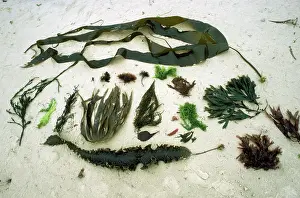 Pat Morris: SEAWEED - Seventeen Species