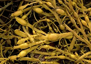 Bladder: Seaweed - showing bladders