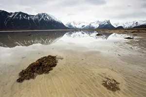 Stranded: Seaweed stranded on the beach, Norway