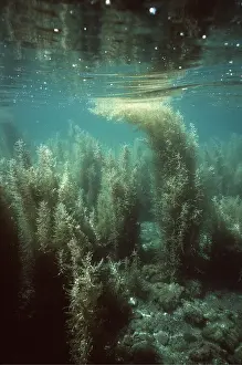 Seaweed: SEAWEED - UNDERWATER