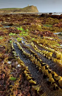 Seaweeds: Seaweeds - mainly sugar kelp (Saccharina latissima)