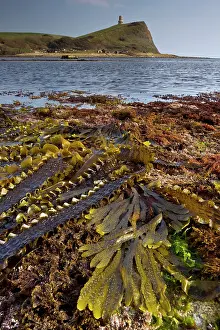Kelp: Seaweeds - mainly sugar kelp and toothed wrack