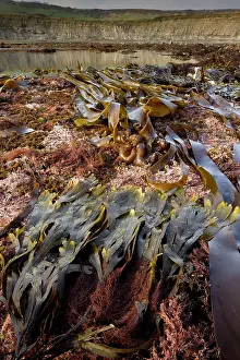 Seaweeds: Seaweeds and rockpools - at low tide