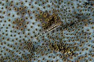 Stripe: Sebree's Pygmygoby