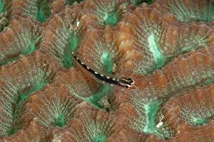 Stripe: Sebree's Pygmygoby