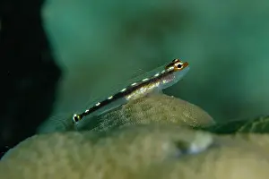 Goby: Sebree's Pygmygoby on coral